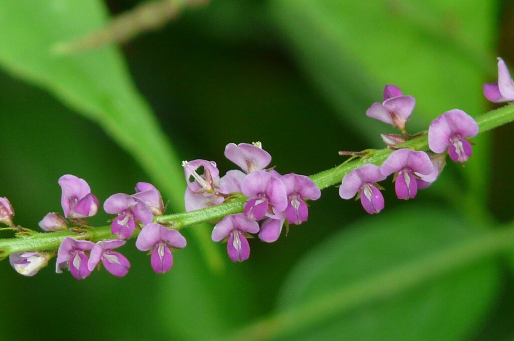 Manteniendo la salud de tu hígado con Desmodium 