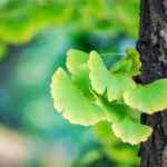 Ginkgo Biloba: Usos, Beneficios y Razones de su Popularidad