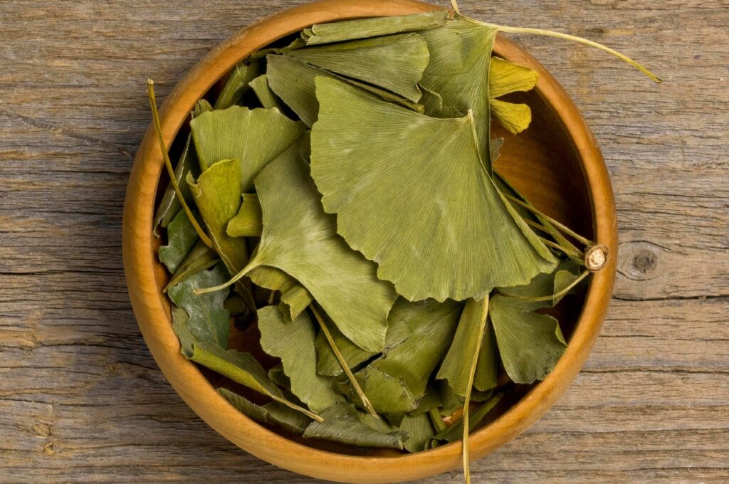 Ginkgo Biloba: Usos, Beneficios y Razones de su Popularidad